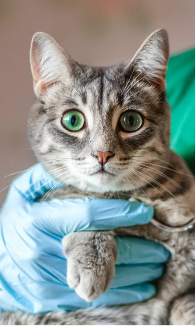 Cat at veterinary clinic - mobile